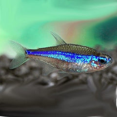 Paracheirodon simulans   Blauwe neon M @