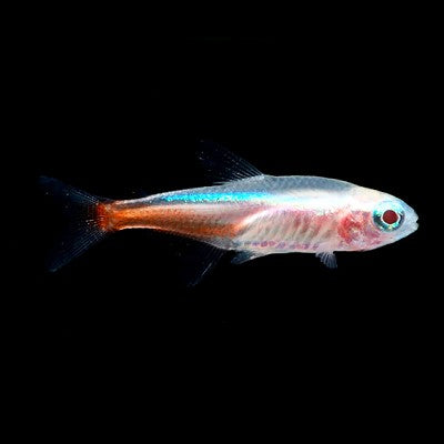 Para.innesi   Neon tetra albino M