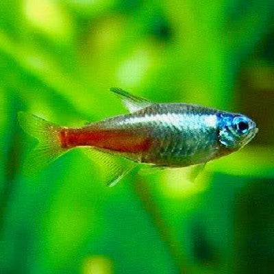 Parach.innesi   Neon tetra diamant L