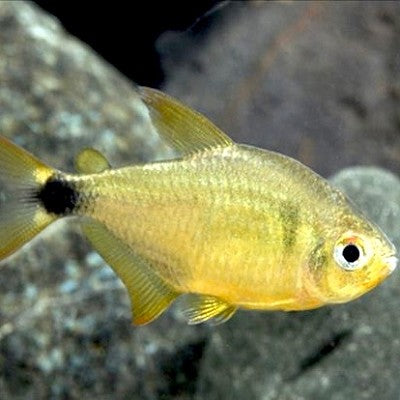 Hyphessobrycon loweae Kitty tetra M