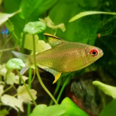 Hyph.pulchripinnis   Citroentetra L