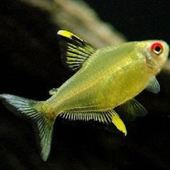 Hyph.pulchripinnis   Citroentetra M @