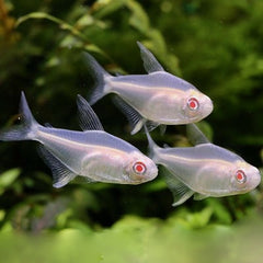 Hyph.pulchripinnis Citroentetra albino M