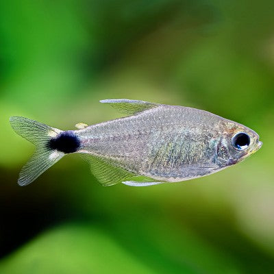 Hyphessobrycon elachys   Auro tetra M @
