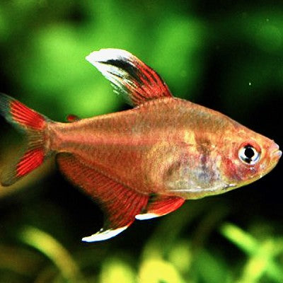 Hyph.ornatus whitefin M #
