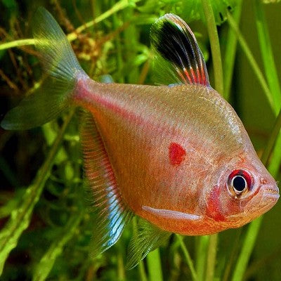 Hyphess.rubrostigma   Bloedvlektetra L @