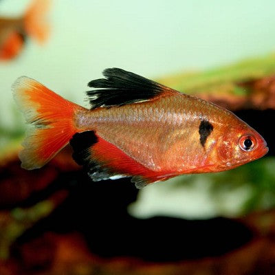 Hyphess.serpae   Minor/schoudervlek L