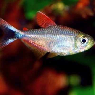 Hyphessobrycon margitae Peru M