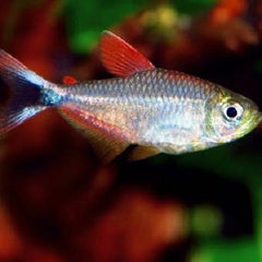 Hyphessobrycon margitae Peru M