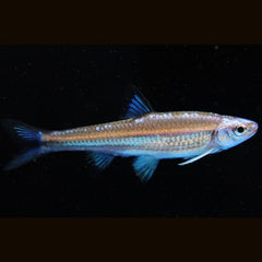 Notropis chrosomus  Rainbowshiner M #