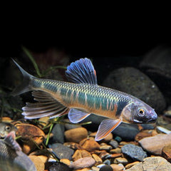 Zacco platypus   Drakenvis SM