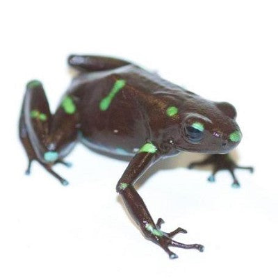 Dendrobates auratus Dartfrog Ancon Hill