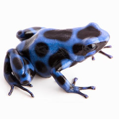 Dendrobates auratus  Dartfrog Blue
