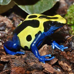 Dartfrog Citronel