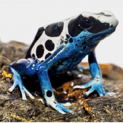 Dendrobates tinctorius Dartfrog Oyapock