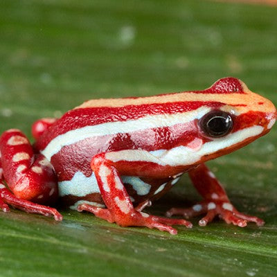 Tricolored Dart frog XL