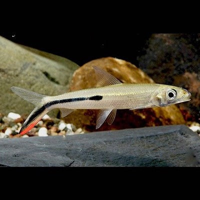 Hemiodus gracilis M