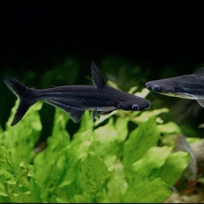 Pang.hypophthalmus   Blauwe haai L
