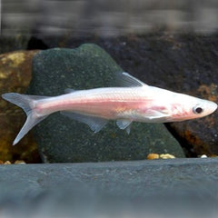 Pangasius hyp. Blauwe haai albino 6-7