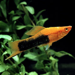 Xiph.helleri   Zwaarddrager tuxedo ML
