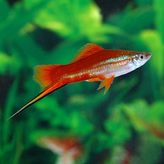 Xiph.helleri   Zwaarddrager neon ML
