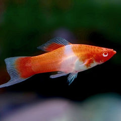 Xiph.helleri   Zwaarddrager koi ML @