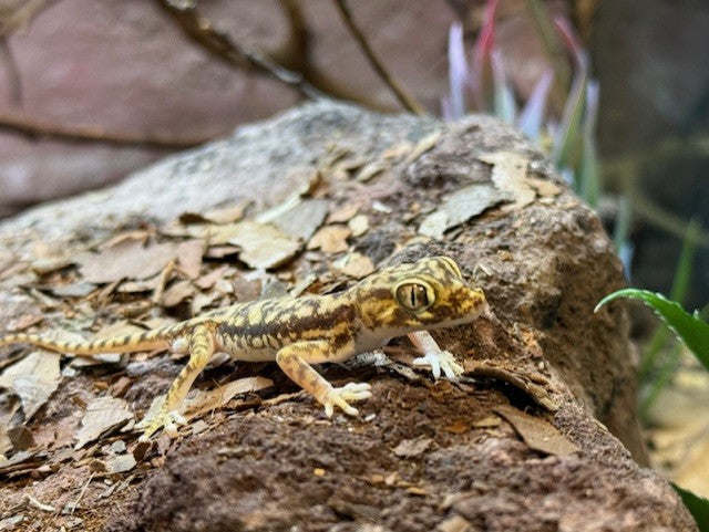 Stenodactylus petrii