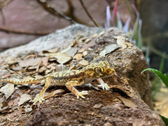 Stenodactylus petrii