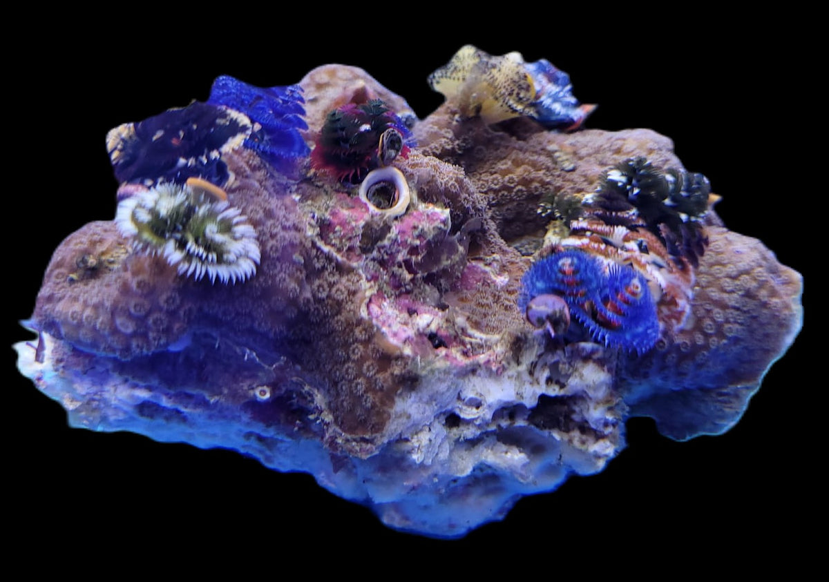 Spirobranchus spp. (+Rock) (Australia)