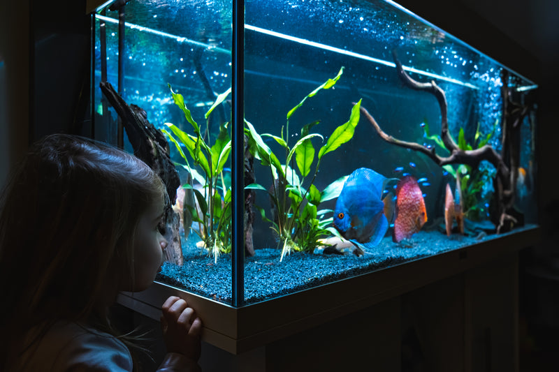 Aquariums