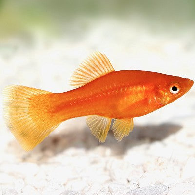 Xiph.maculatus Platy rood M