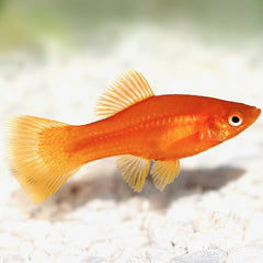Xiph.maculatus   Platy rood M