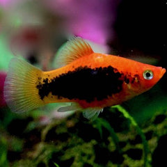 Xiph.maculatus   Platy tuxedo M