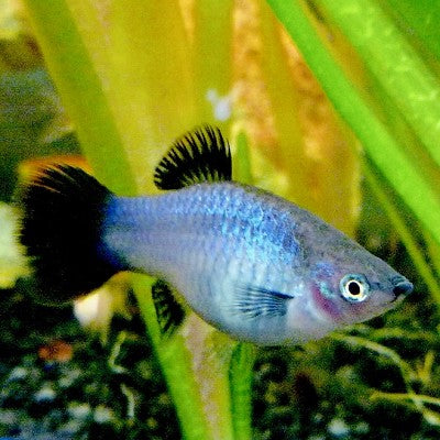 Xiph.maculatus   Platy blue wagtail M