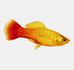 Xiph.maculatus   Platy chocolade M @