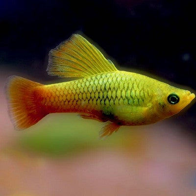 Xiph.maculatus Platy chocolade hifin M