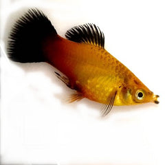 Xiph.maculatus   Platy goud/wagtail M