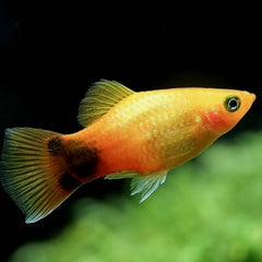 Xiph.maculatus   Platy crescent L