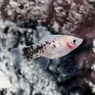 Xiph.maculatus   Platy dalmatier M