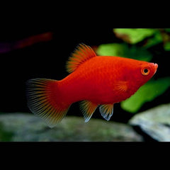 Xiph.maculatus   Platy koraal mix L