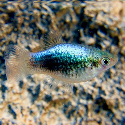 Xiph.maculatus   Platy coral blue M