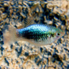 Xiph.maculatus   Platy coral blue M