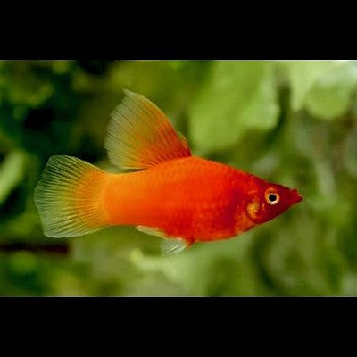 Xiph.maculatus   Platy rood hoogvin M