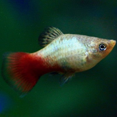 Xiph.maculatus   Platy rainbow M