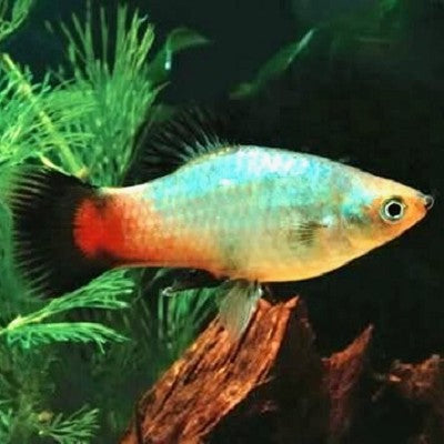Xiph.maculatus   Platy rainbow wagtail M