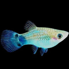 Xiph.maculutus Platy Micky Mouse neon