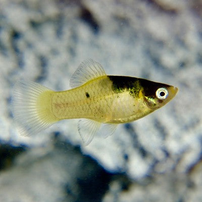 Xiph.maculatus   Platy Bumblebee M