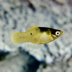 Xiph.maculatus   Platy Bumblebee M