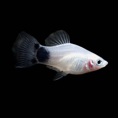Xiph.maculatus   Platy zwart/wit M
