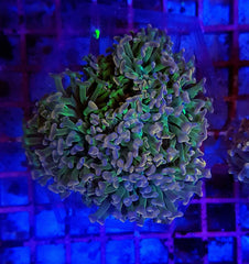 Euphyllia ancora (Special Colored)
